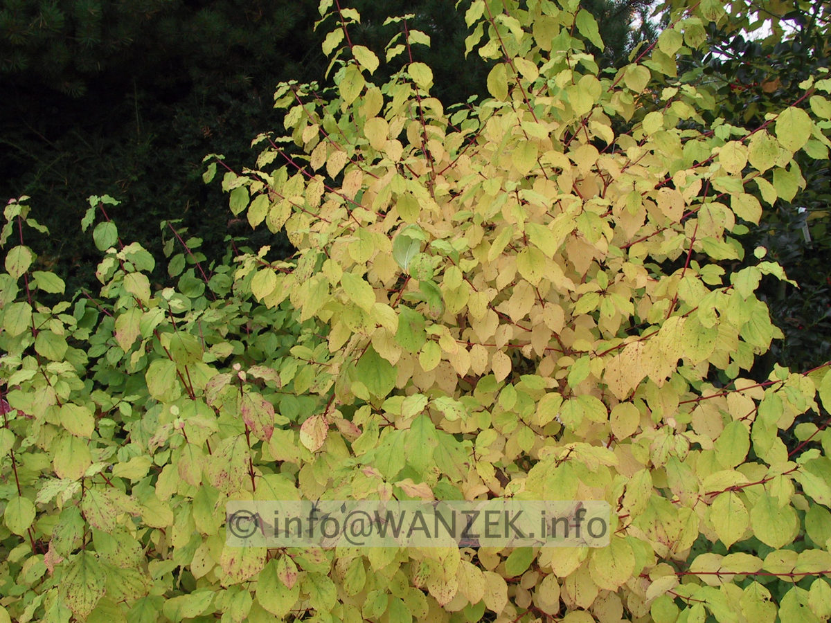 Cornus alba Winter Beauty - Herbstfaerbung 02.JPG